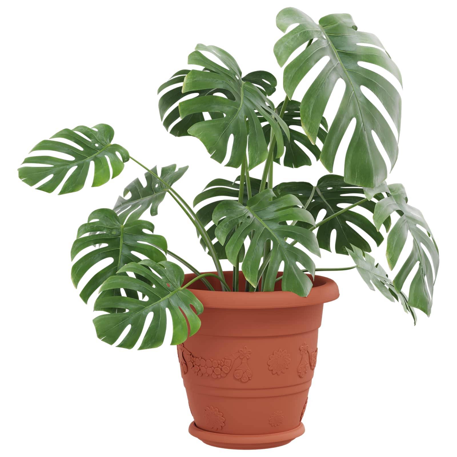 Eine Monstera-Pflanze im Topf mit großen, gespaltenen Blättern in einem dekorativen Terrakottatopf, häufig verwendet, um Innenräume mit Grün zu bereichern.
