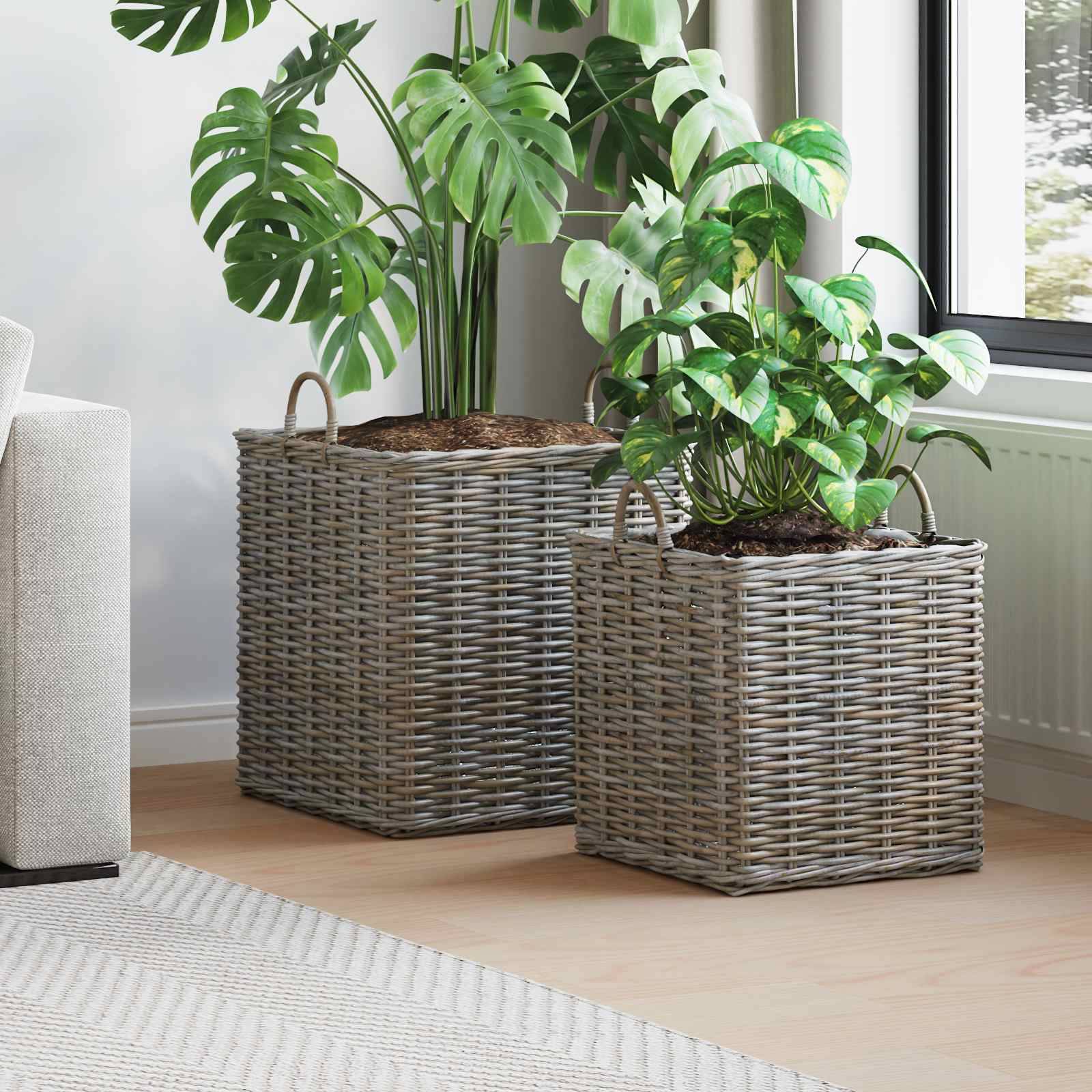 Zwei große Topfpflanzen in Weidenkörben neben einem Sofa in einem hellen Wohnzimmer. Sonnenlicht strömt durch ein Fenster auf der rechten Seite herein.