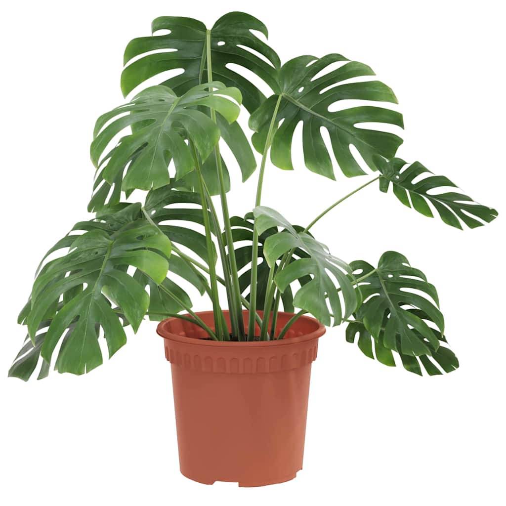 Eine Monstera-Pflanze im Topf mit großen, glänzenden Blättern und charakteristischen Perforationen, präsentiert vor einem weißen Hintergrund.