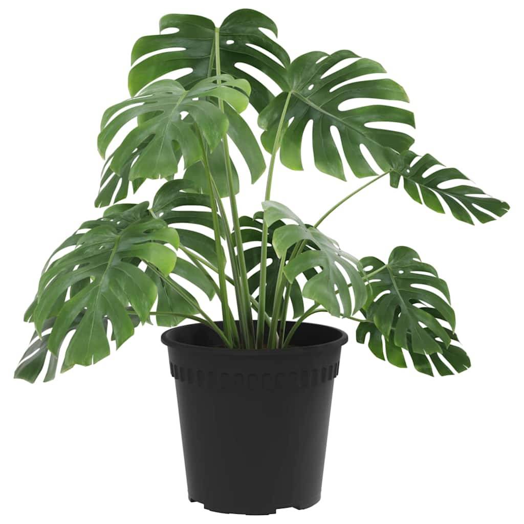Eine große grüne Monstera-Pflanze mit gespaltenen Blättern in einem schwarzen Topf.