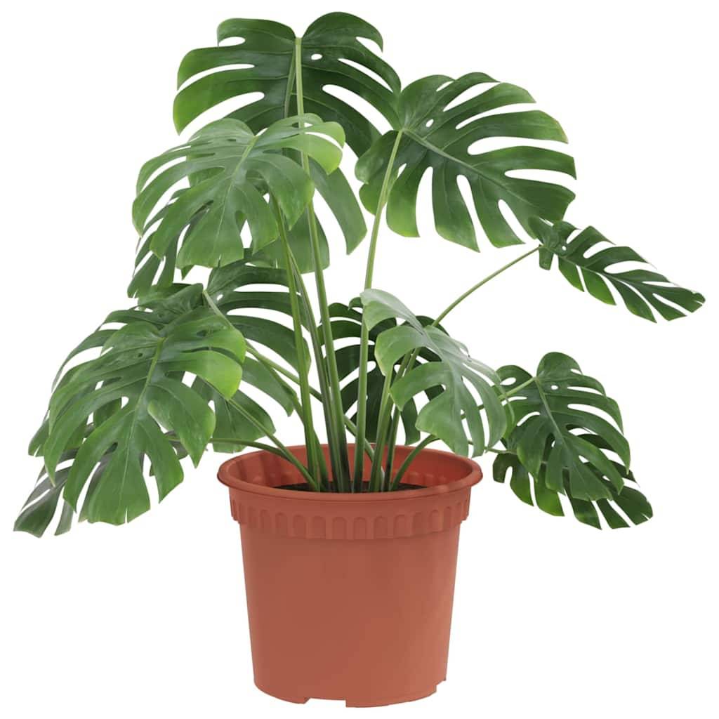 Eine getopfte grüne Monstera-Pflanze mit großen, glänzenden Blättern, die in einem braunen Kunststofftopf steht.