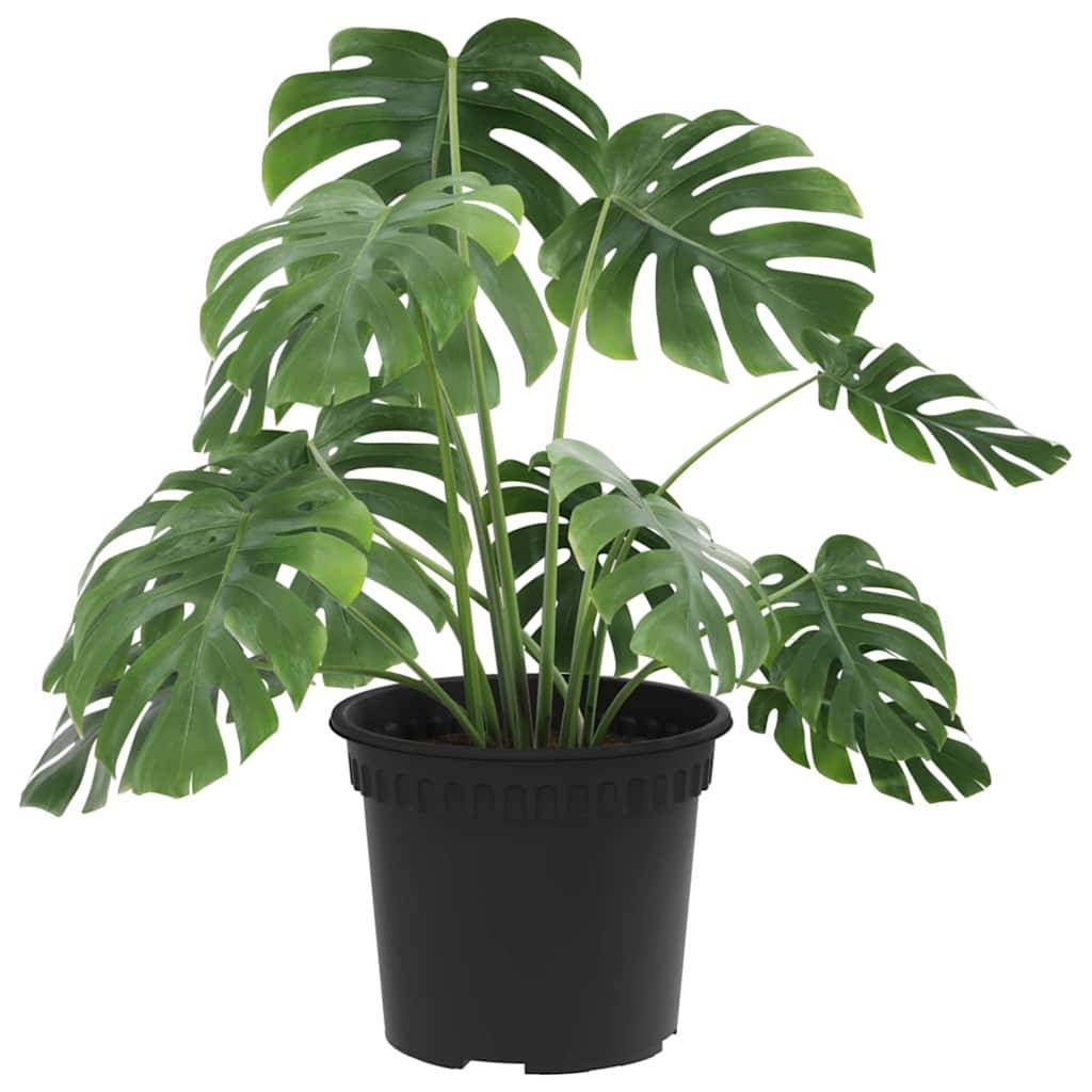 Eine Monstera-Pflanze im Topf mit großen, gespaltenen Blättern in einem schwarzen Topf, die häufig als dekorative Zimmerpflanze verwendet wird.