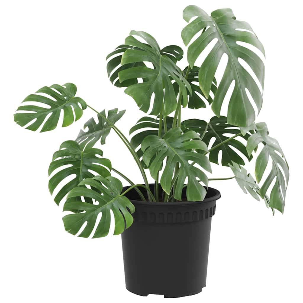Eine getopfte Monstera-Pflanze mit glänzenden, dunkelgrünen Blättern, die charakteristische Spalt- und Loch-Muster aufweisen, vor einem einfachen Hintergrund.