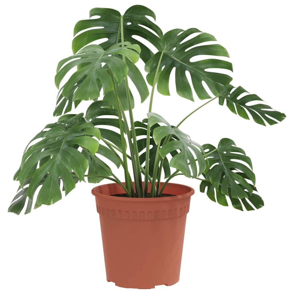 Eine große Monstera-Pflanze mit breiten, glänzenden grünen Blättern sitzt in einem schlichten Terrakottatopf.