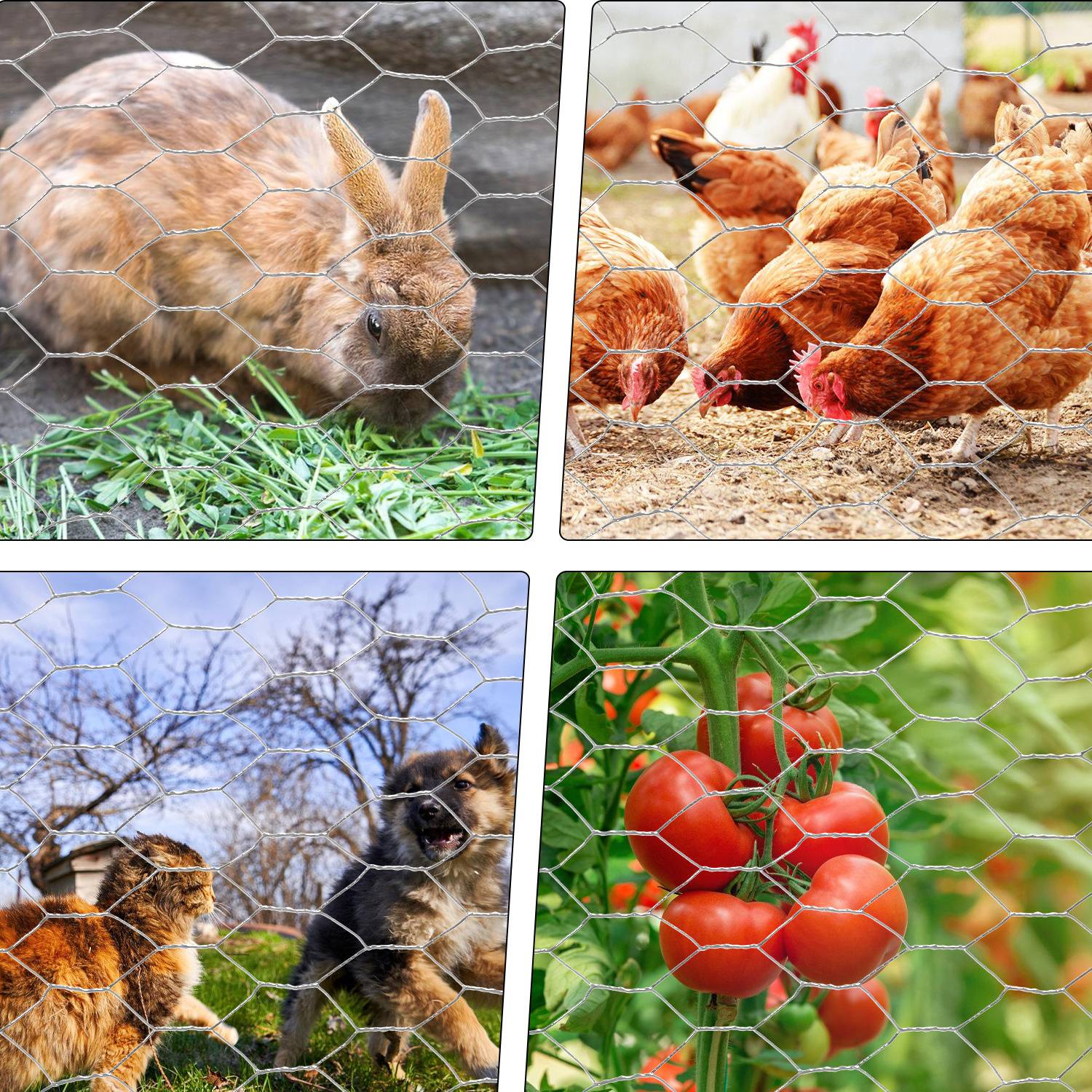 Kaninchen frisst Gras, Hühner picken auf dem Boden, Katzen spielen auf dem Gras, und Tomaten an einer Ranke, alles hinter Maschendrahtzäunen.