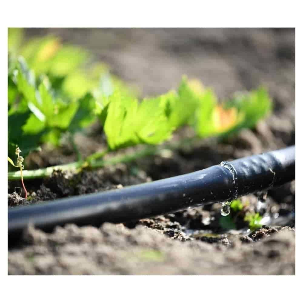 Ein Wassertropfen fällt aus einem schwarzen Bewässerungsschlauch auf den Boden neben grünen Pflanzen, was auf einen Garten- oder Landwirtschaftskontext hindeutet.