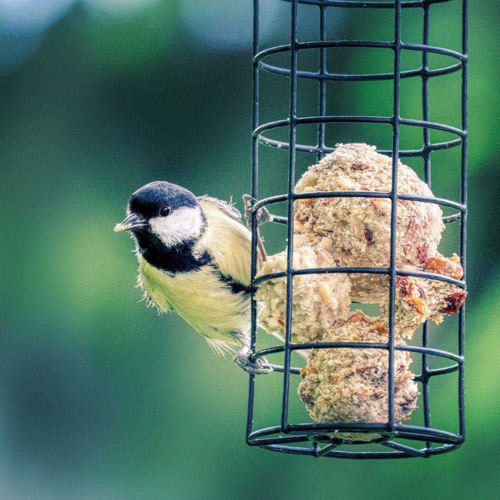 Ein kleiner Vogel sitzt auf einem Drahtfutterspender mit Samen und Talg vor einem unscharfen grünen Hintergrund, was auf einen Garten- oder Naturschauplatz hindeutet.