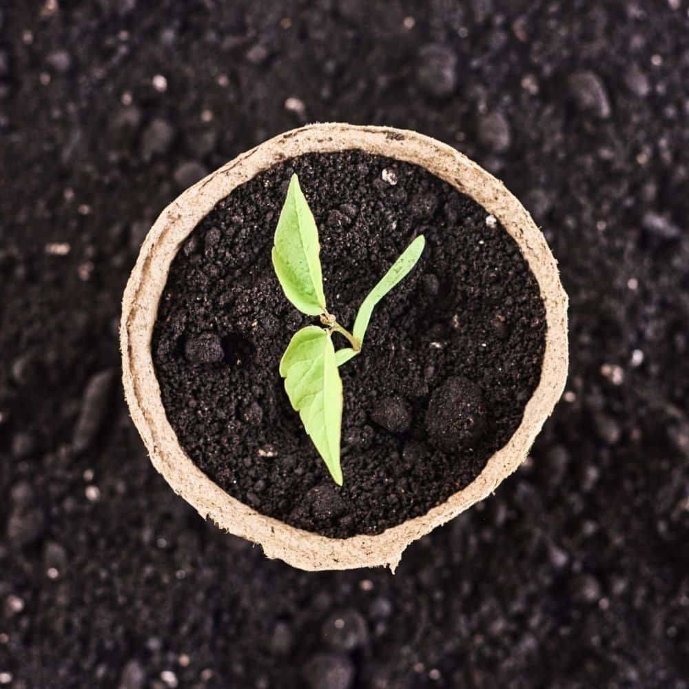 Ein einzelner grüner Sämling wächst in einem kleinen Topf voller dunkler Erde und symbolisiert Neuanfänge und Wachstum inmitten eines Erdreichhintergrundes.