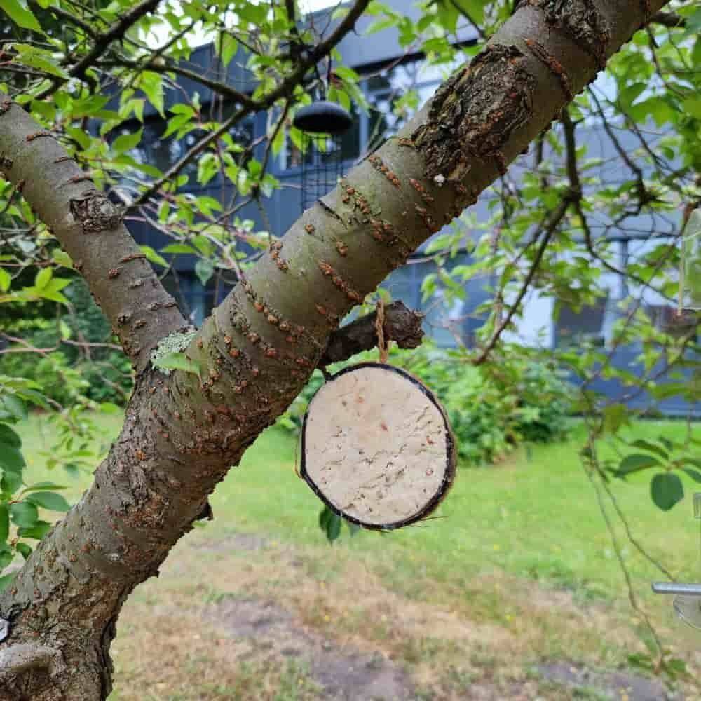 Ein Baumast hält einen runden Vogelfutterplatz aus Samen, der an einer Schnur hängt. Der Hintergrund zeigt einen Garten mit Gras und Büschen.
