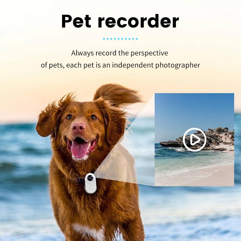 Ein glücklicher Hund am Meer mit Text, der einen 