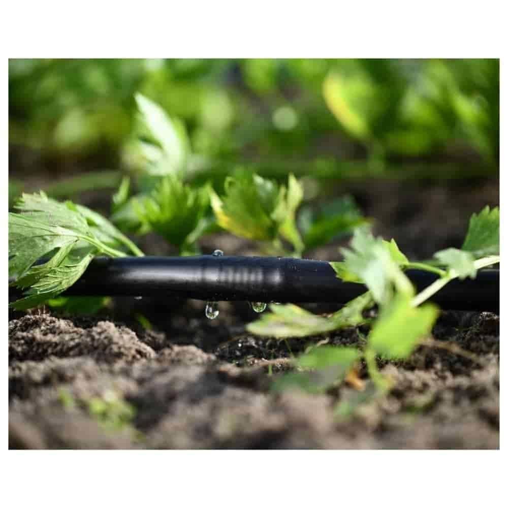 Wasser tropft aus einem schwarzen Bewässerungsschlauch auf Erde, umgeben von grünen Blattplanzen.