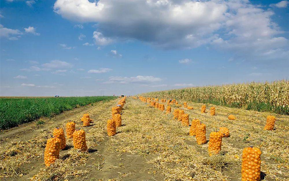 Reihen von orangefarbenen Säcken gefüllt mit Zwiebeln auf einem abgeernteten Feld unter einem bewölkten Himmel, die sich in die Ferne erstrecken.