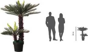 Ein großer Topfpalmenbaum steht neben Silhouetten eines Mannes und einer Frau und zeigt die Höhe des Baumes im Vergleich zu durchschnittlichen menschlichen Figuren.