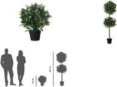 Topfpflanze in einem schwarzen Topf, 50 cm hoch. Der Vergleich zeigt die Größe der Pflanze im Verhältnis zur menschlichen Silhouette und zu einem 165 cm hohen Baumdiagramm.