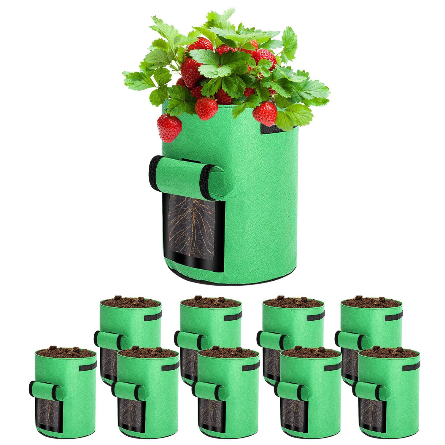 Ein Satz grüner Stoffpflanztöpfe gefüllt mit Erde und einer mit einer wachsenden Erdbeerpflanze. Jeder Pflanztopf hat eine Klappe für einfachen Zugang zu den Wurzeln.