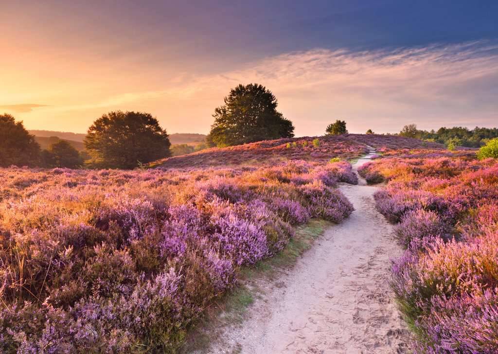 Traumpfad in Rosa – 1000 Teile Puzzle von Ravensburger