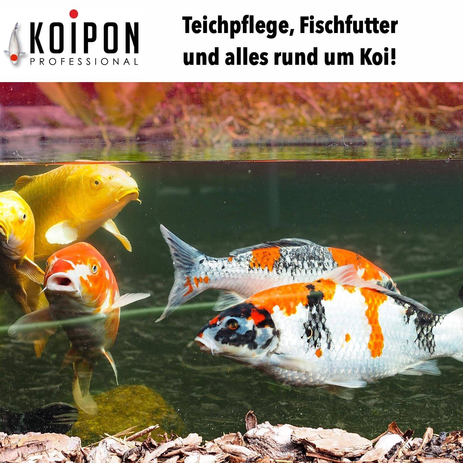 KOIPON Pflanzendünger 250ml für Insel- & Teichpflanzen fördert Wuchs
