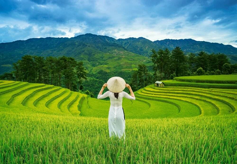 Puzzle da 1000 Pezzi - Campi di Riso in Vietnam