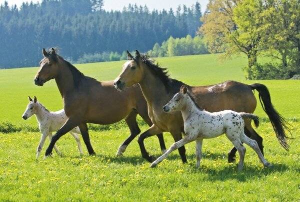 Schmidt Spiele Schmidt Spiele Puzzle Pferde im Metallkoffer 2 x 26 Teile, 2 x 48 Teile