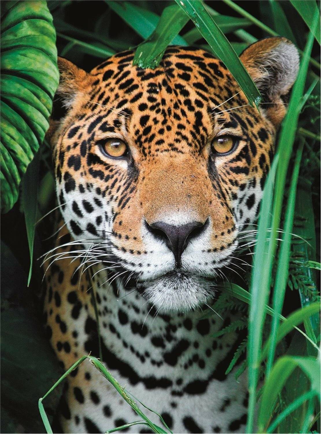 Jaguar im Dschungel Puzzle 500pcs