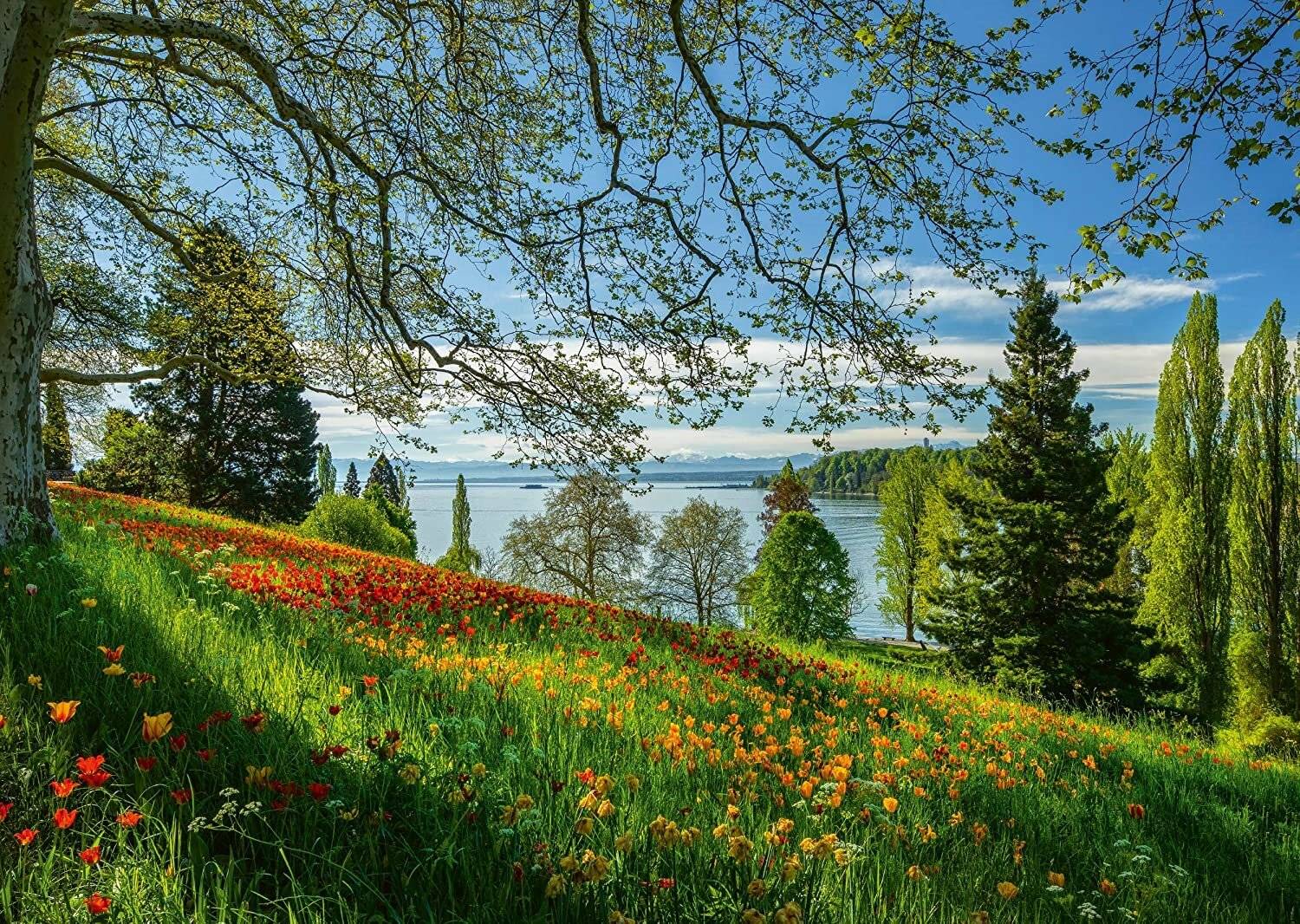 Schmidt Spiele Schmidt Spiele 58967 Puzzle 1000T.Fr hlingsallee zur Tulpenbl te, Insel Mainau