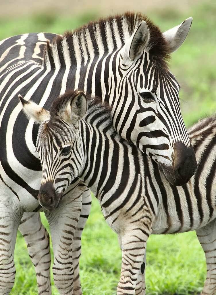 RAVENSBURGER Zebra-Puzzle XXL 300 Teile