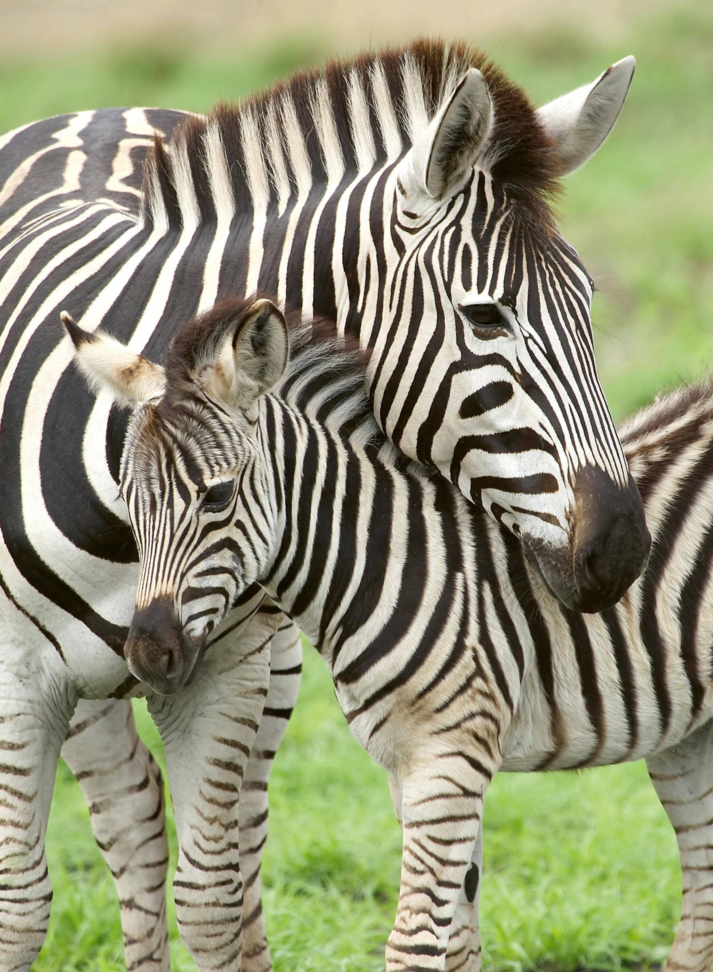 RAVENSBURGER Zebra-Puzzle XXL 300 Teile