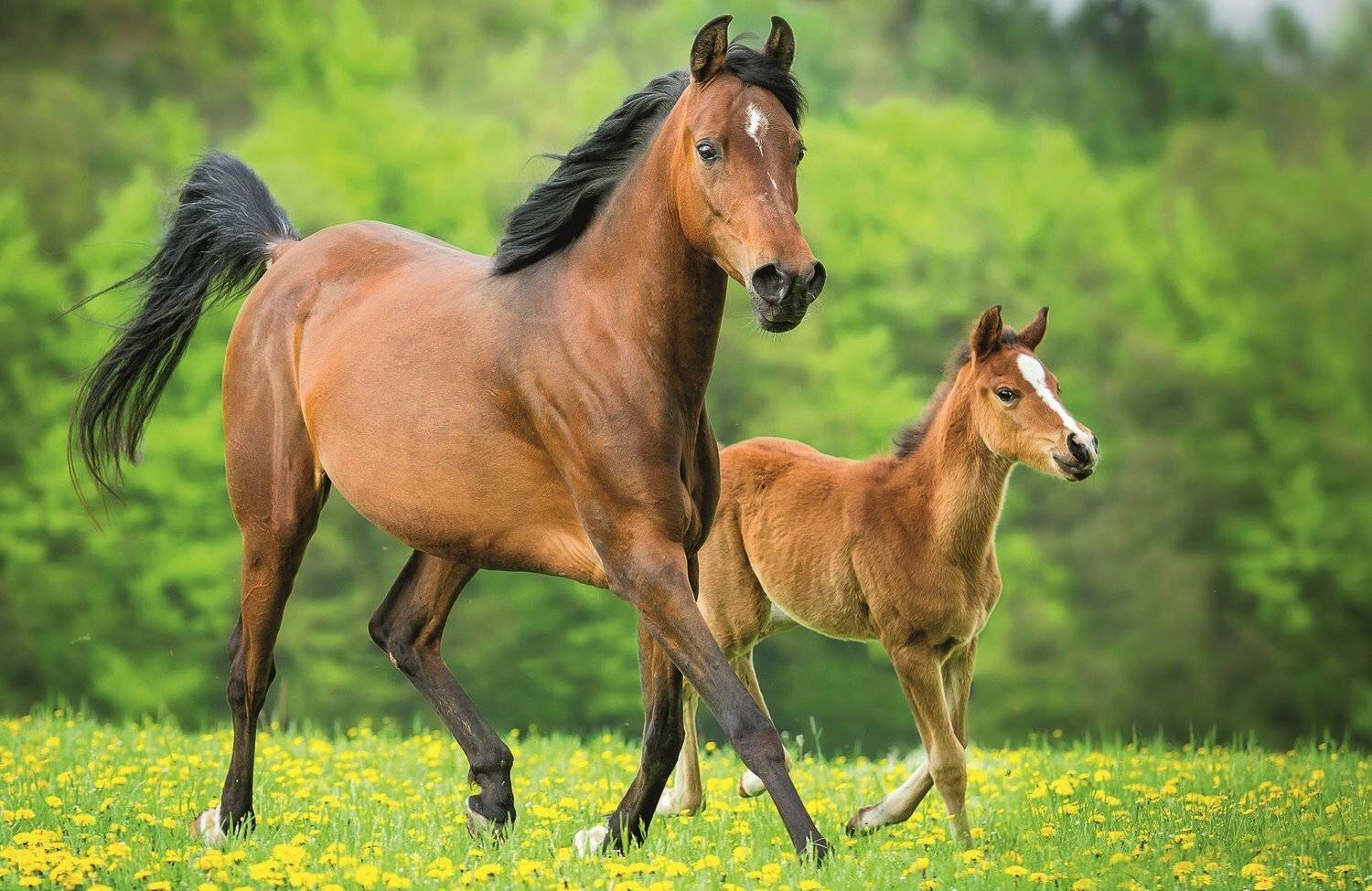 TREFL Puzzle World of Horses: Stute mit Fohlen 54 Teile