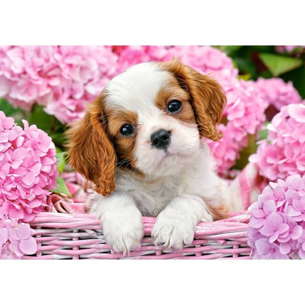 CASTORLAND Puzzle Welpe in rosa Blumen 500 Teile