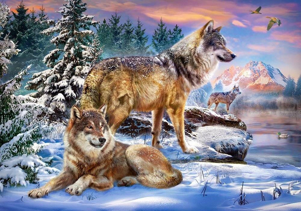 CASTORLAND Puzzle Wolfsland 500 Teile