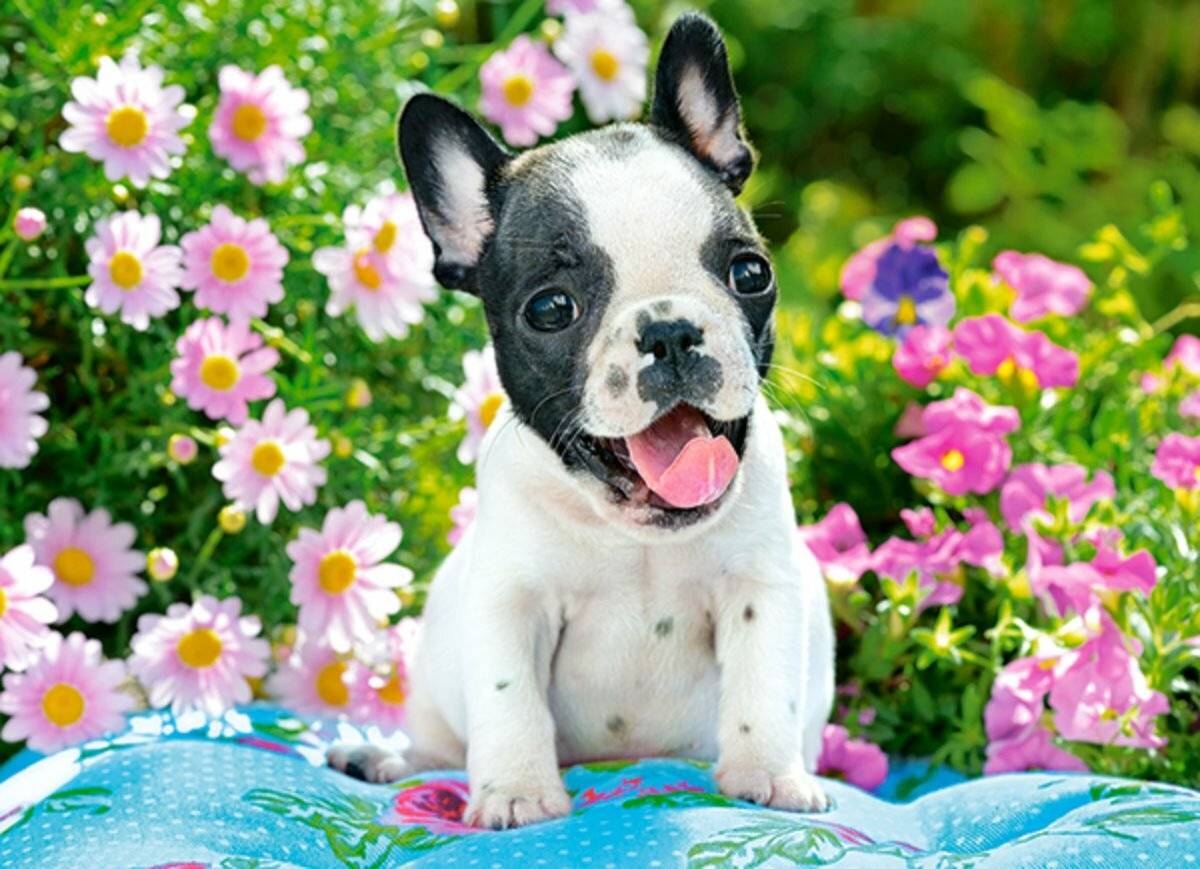 CASTORLAND Französische Bulldogge Welpe Puzzle 70 Teile