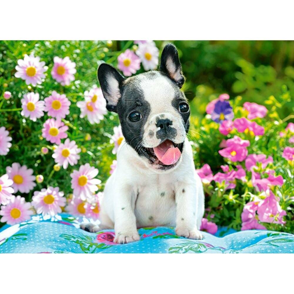 CASTORLAND Französische Bulldogge Welpe Puzzle 70 Teile