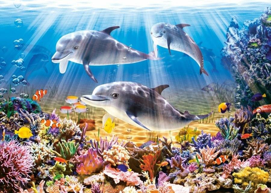 CASTORLAND Puzzle Delphine 500 Teile