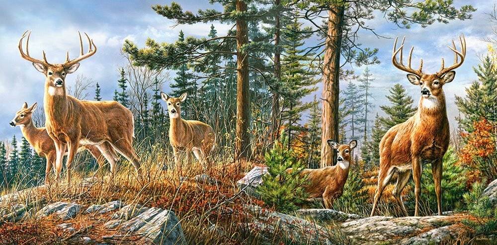 CASTORLAND Puzzle Royal Deer Family 4000 Teile