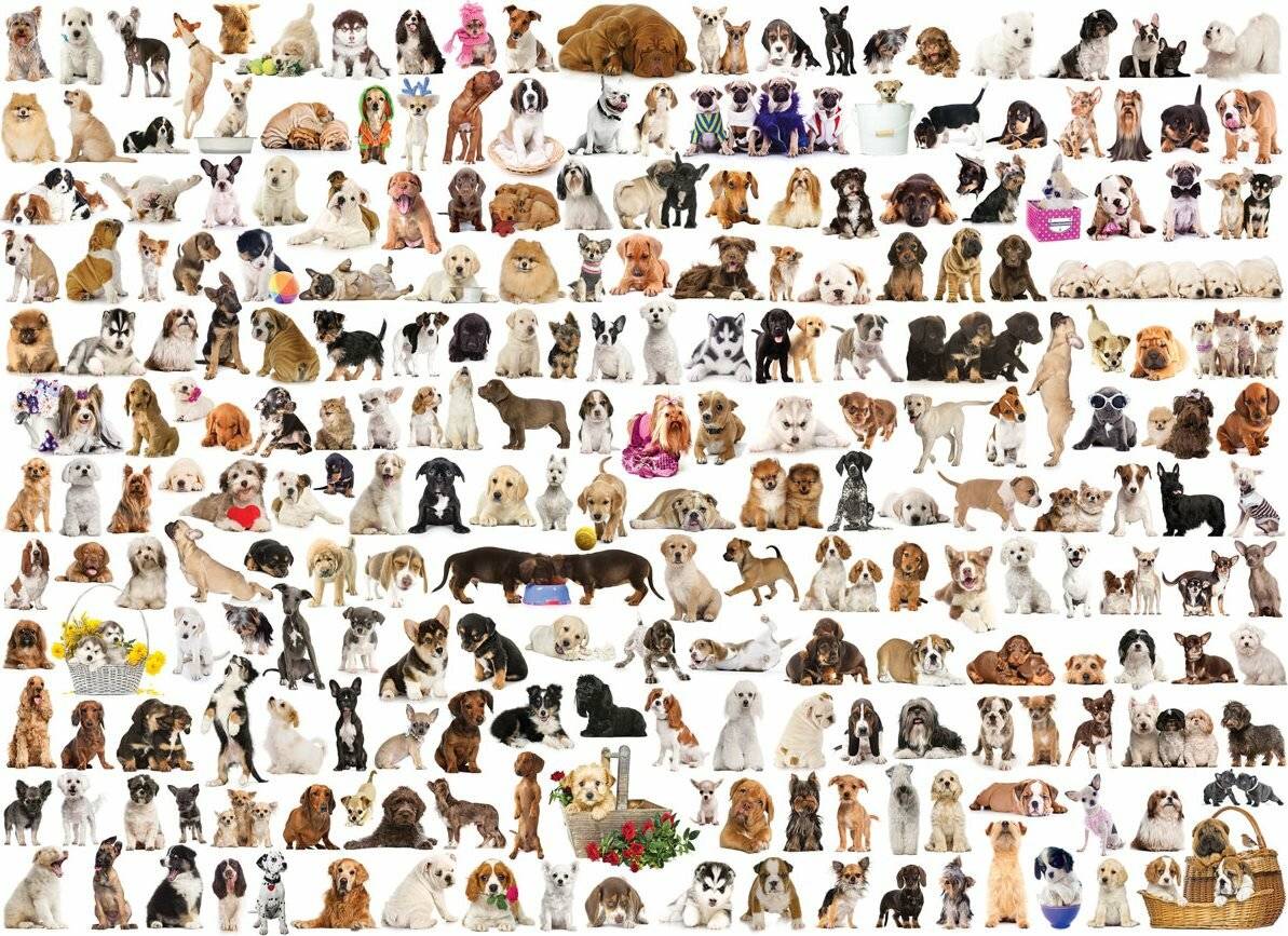 EUROGRAPHICS Puzzle World of Dogs 1000 Teile