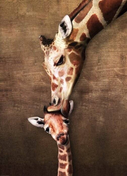 EUROGRAPHICS Giraffenkuss Puzzle 1000 Teile