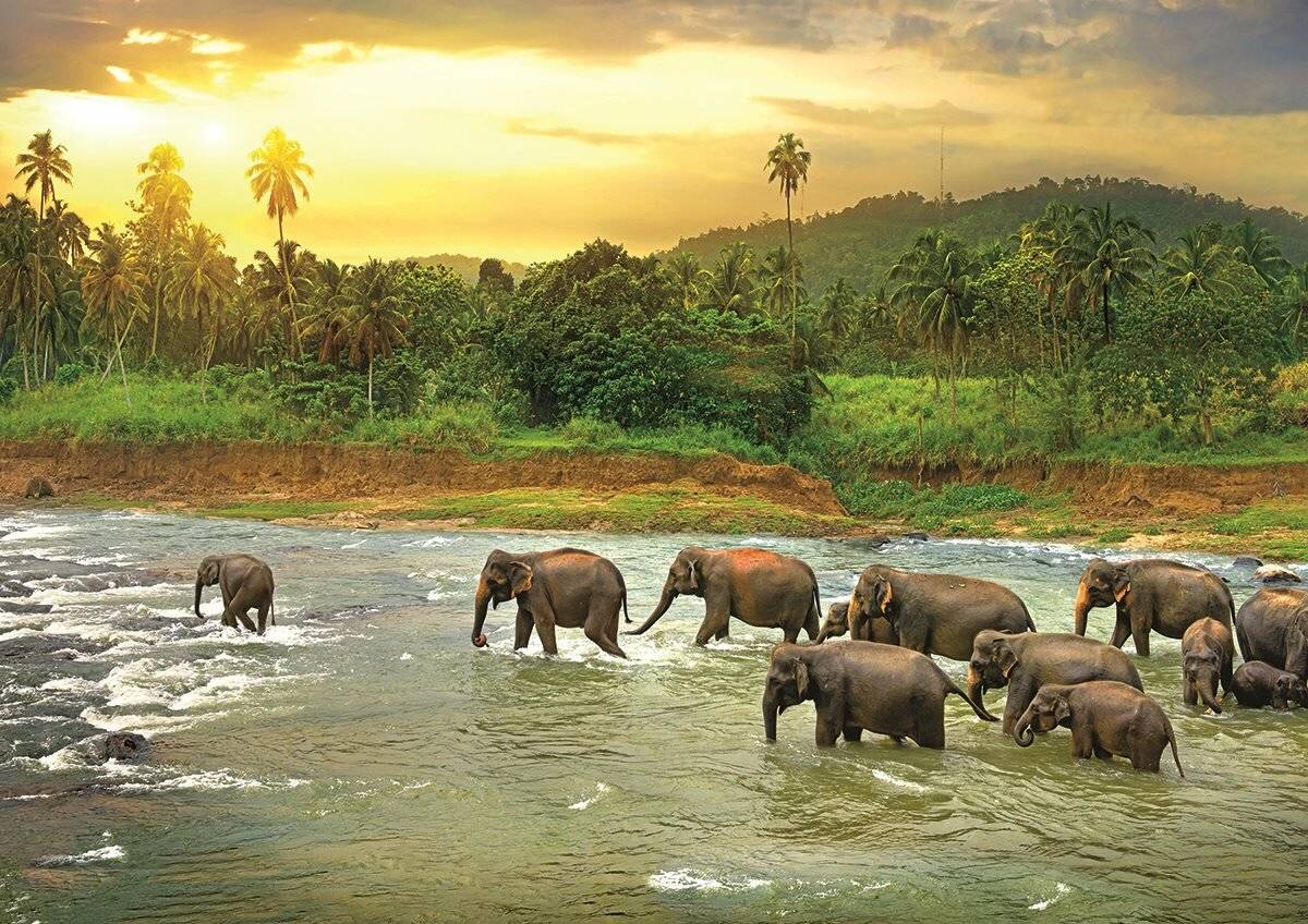 EUROGRAPHICS Puzzle Rettet unseren Planeten: Regenwald 1000 Stück