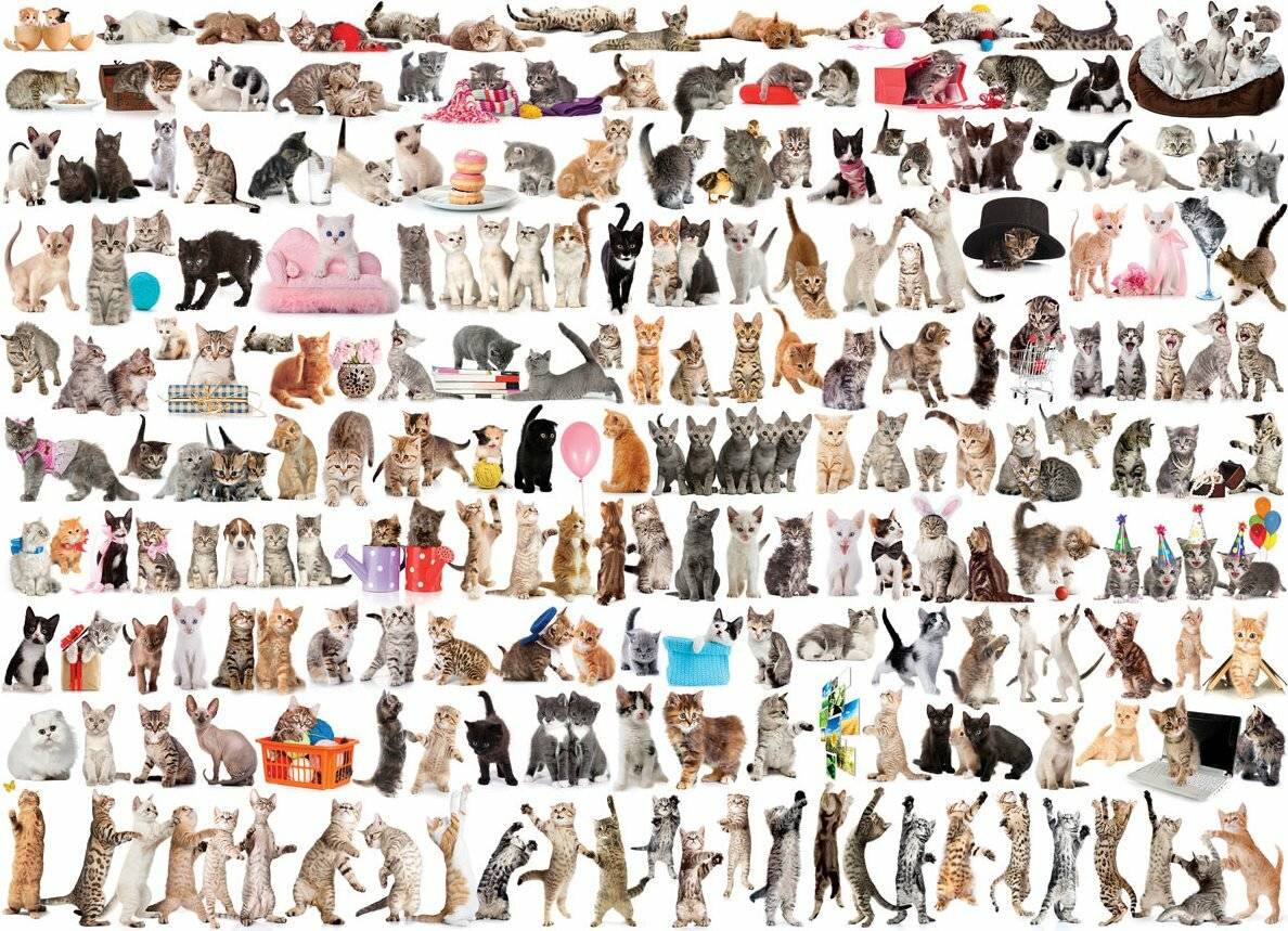 EUROGRAPHICS Puzzle World of Cats 1000 Teile