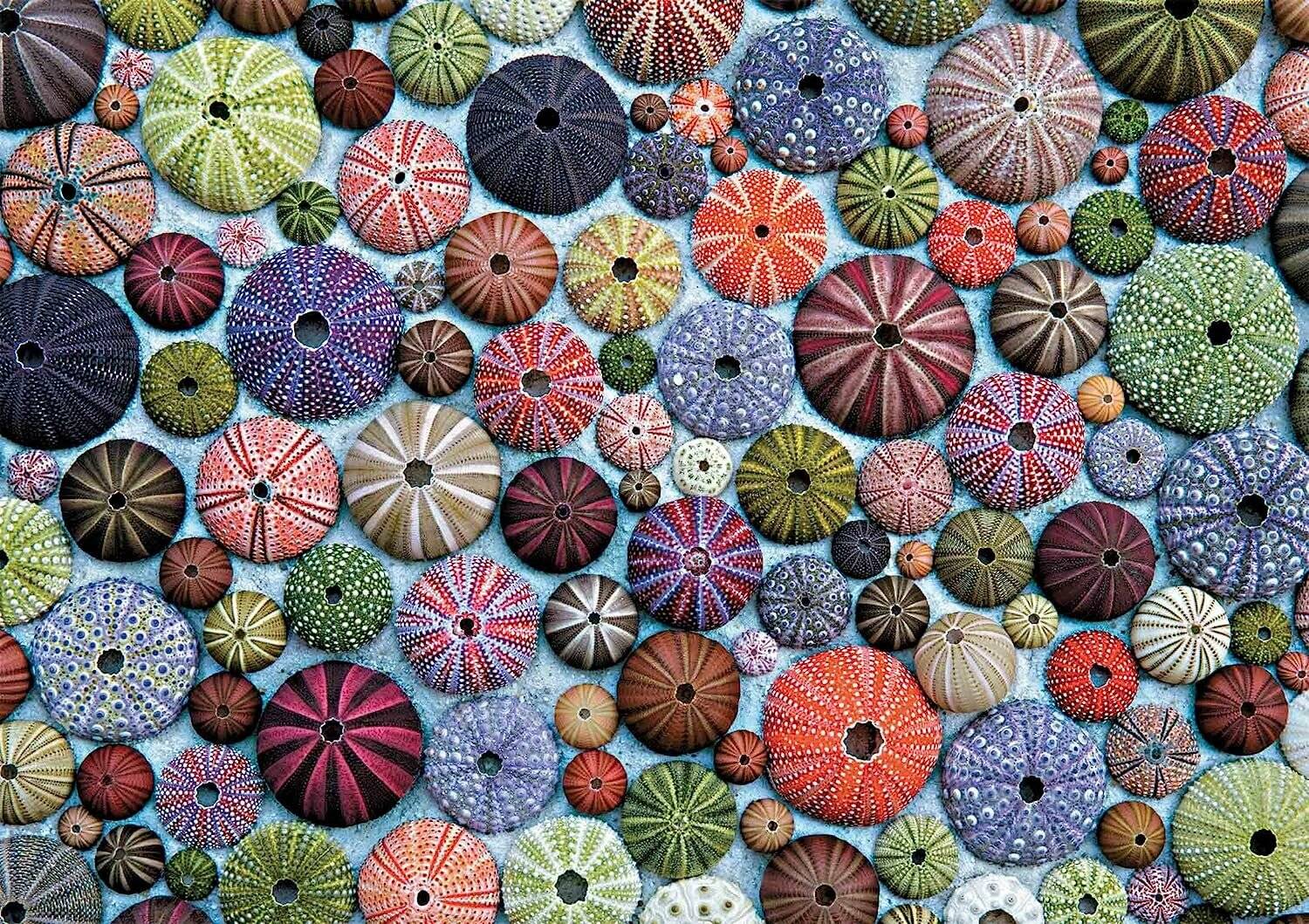 PIATNIK Seeigel Puzzle 1000 Teile