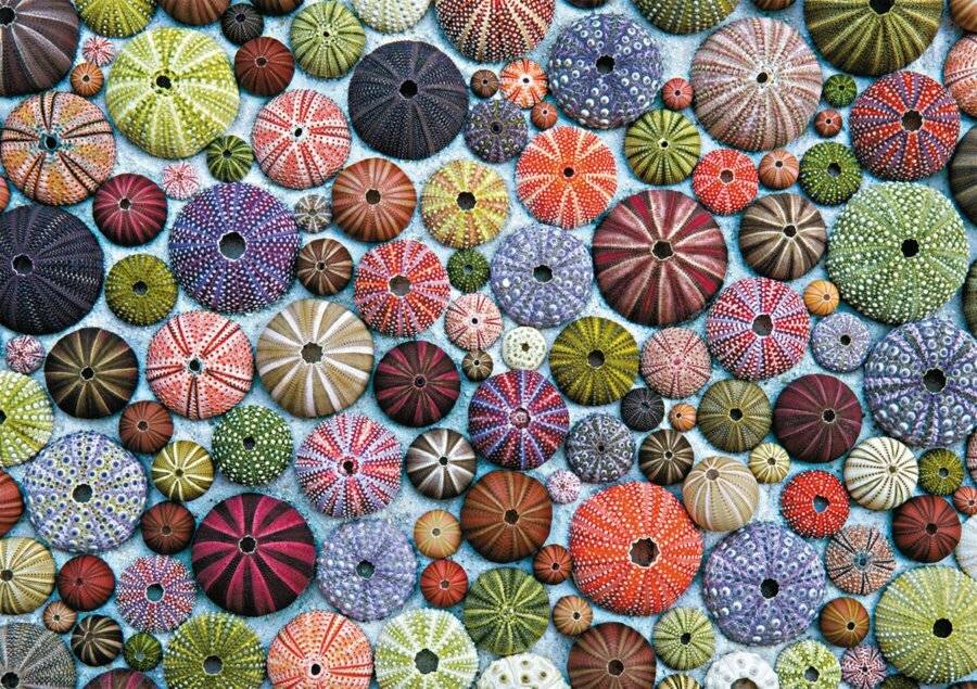 PIATNIK Seeigel Puzzle 1000 Teile