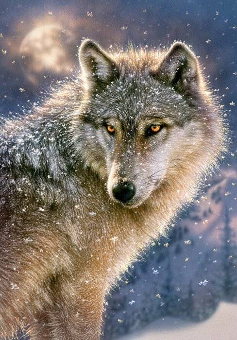 CASTORLAND Einsamer Wolf Puzzle 500 Teile