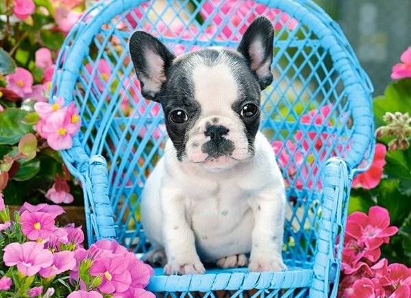 CASTORLAND Französische Bulldogge Welpe Puzzle 100 Teile