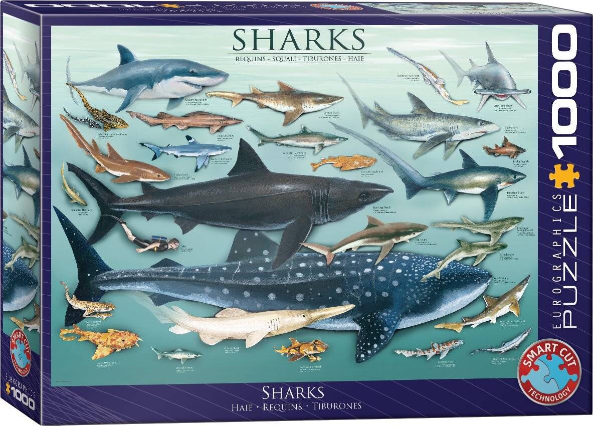 EUROGRAPHICS Puzzle Haie 1000 Teile
