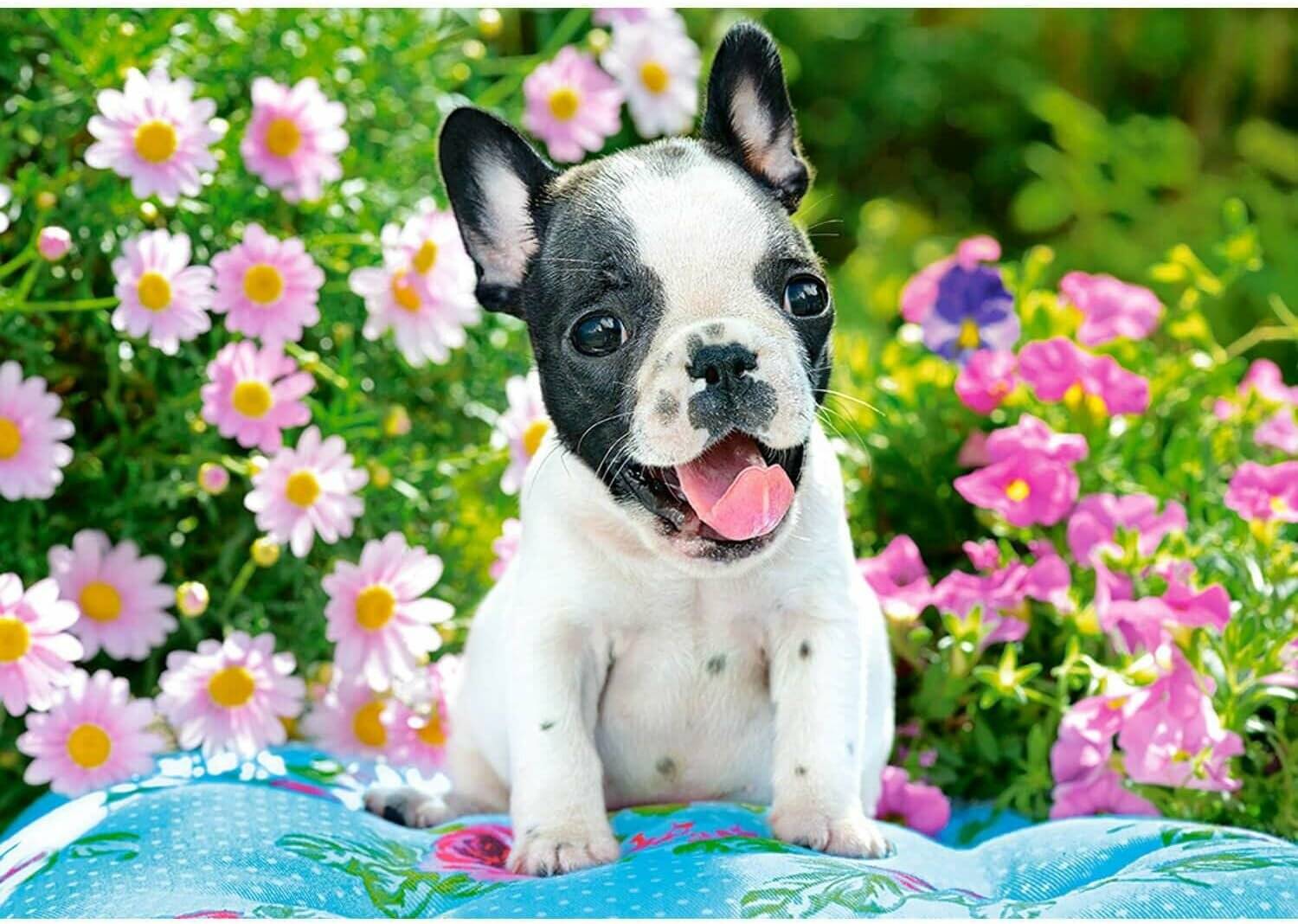 CASTORLAND Französische Bulldogge Welpe Puzzle 500 Teile