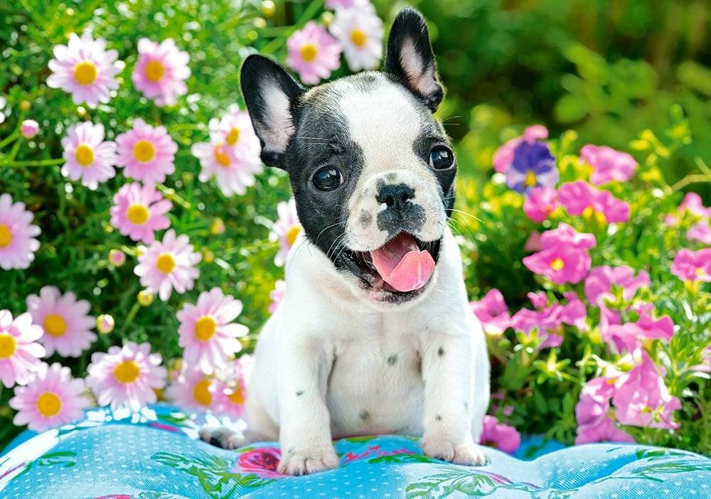 CASTORLAND Französische Bulldogge Welpe Puzzle 500 Teile