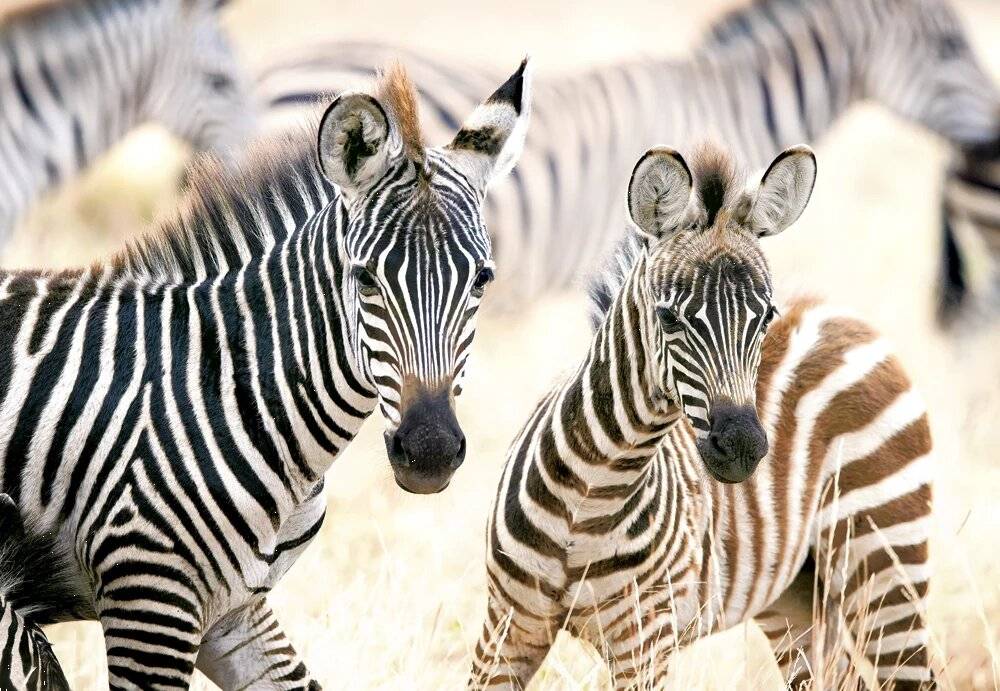 CASTORLAND Puzzle Junge Zebras 1000 Teile