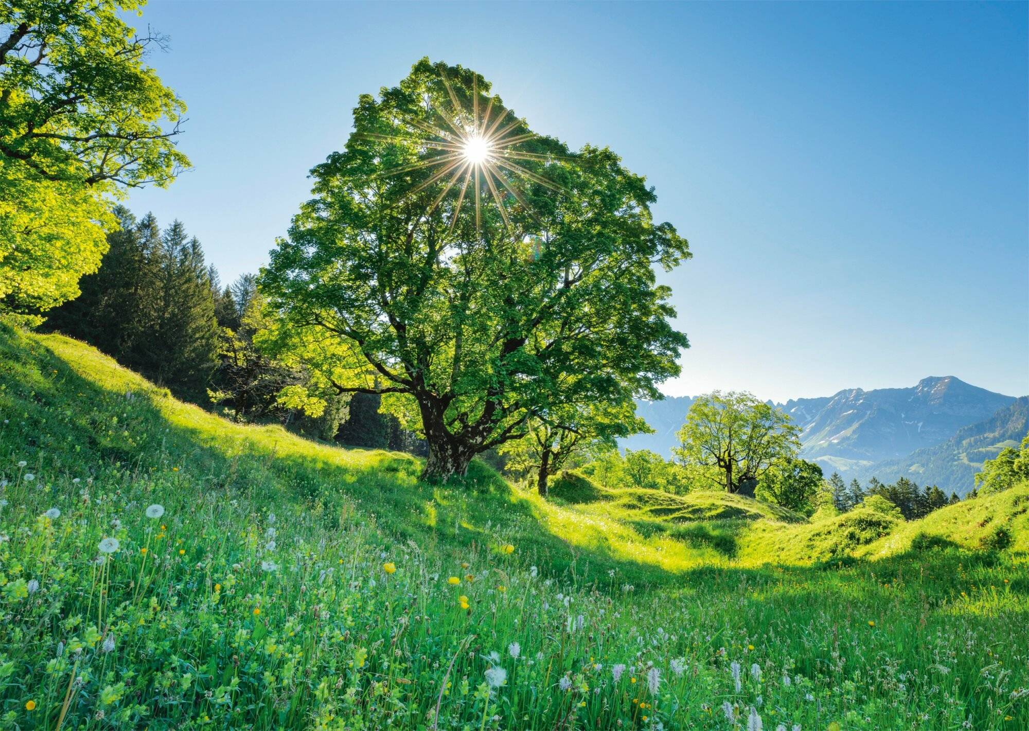 Schmidt Spiele Puzzle Berg Ahorn im Sonnenlicht, STeile Gallen, Schweiz 1000Teile