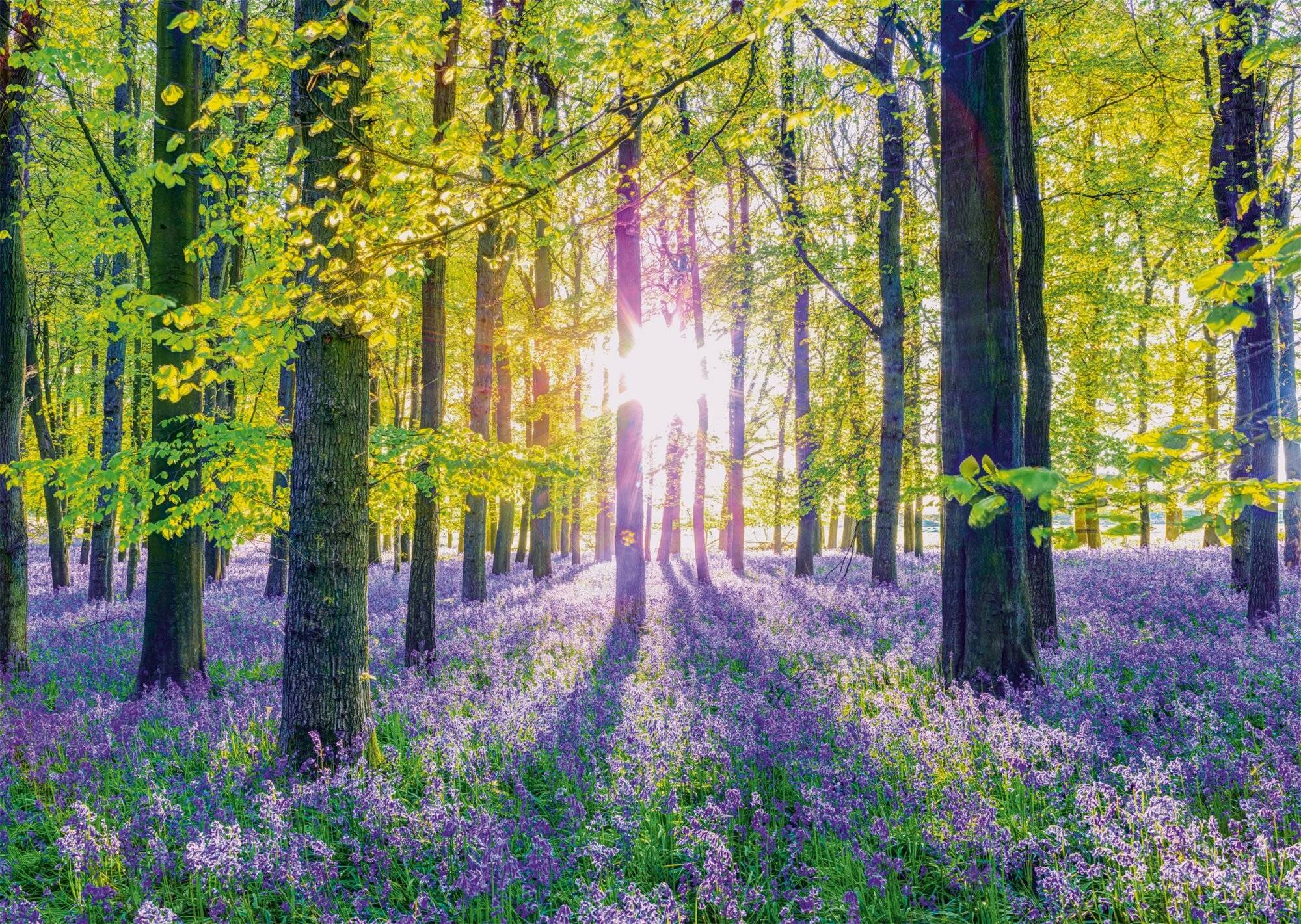 Schmidt Spiele Zarte Glockenblumen im Wald, Puzzle 1.000 Teile