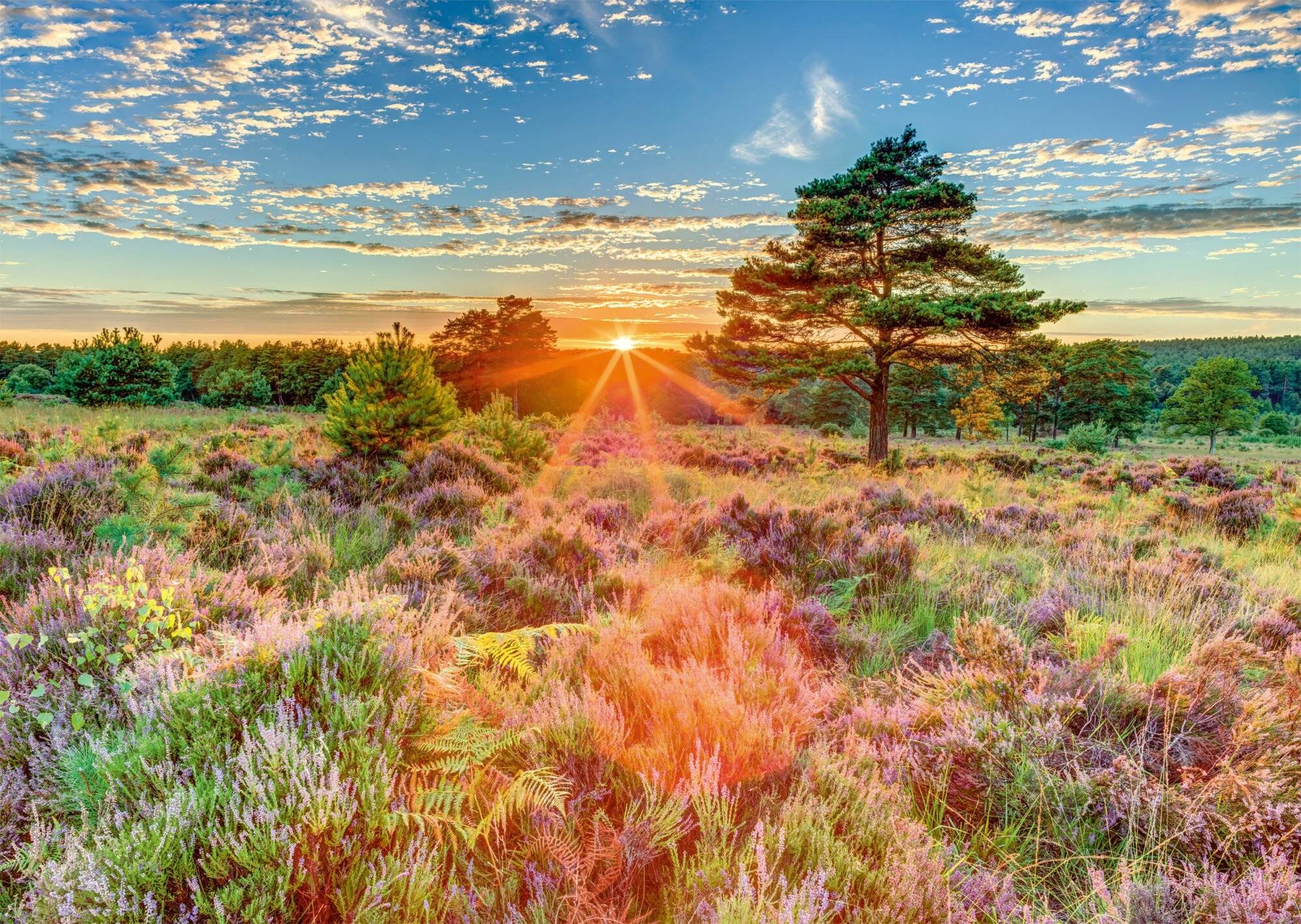 Schmidt Spiele Heide im Sonnenuntergang, Puzzle 1.000 Teile