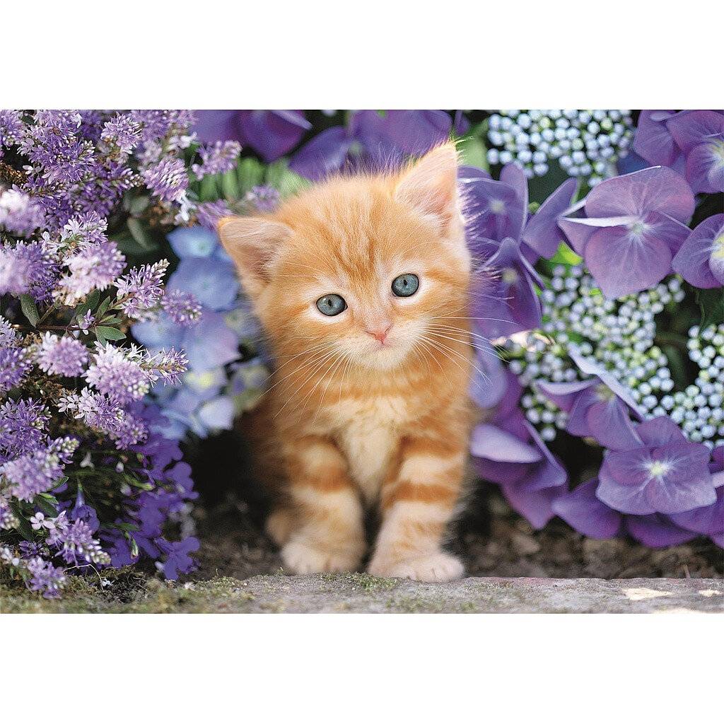 Hochwertiges Ingwer-Katzen-Puzzle 500Stü ck